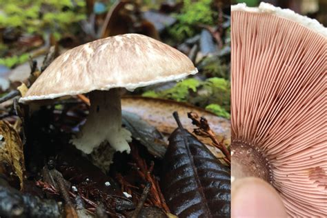 agaricus - Michael Kauffmann