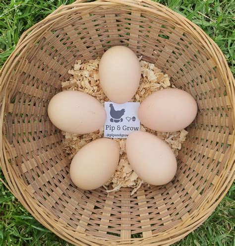 *Not available 2025/26 season* Speckled Sussex Fertile egg (each) - Pip