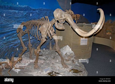 woolly mammoth skeleton mammuthus primigenius royal tyrrell