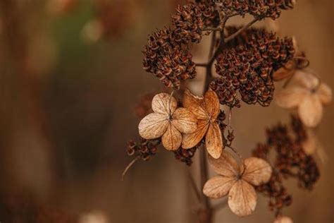Brown Flowers Stock Photos, Images and Backgrounds for Free Download