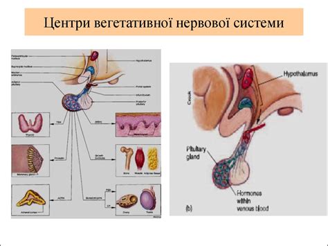 Автономна нервова система - презентация онлайн