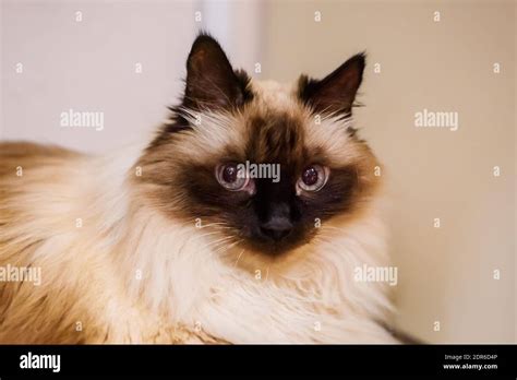 Long haired burmese hi-res stock photography and images - Alamy