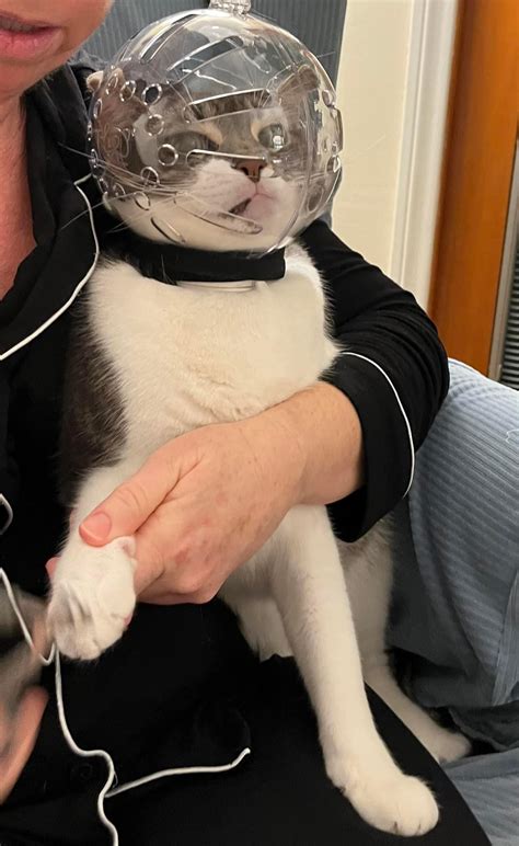 Claw-trimming steampunk space helmet 🤣 : r/Thisismylifemeow