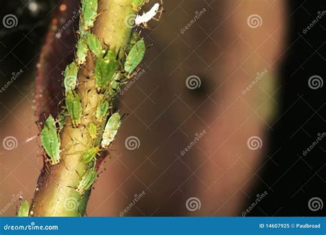 Aphids on Rose. stock image. Image of aphids, control - 14607925