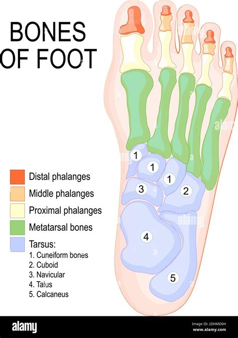 Human foot anatomy hi-res stock photography and images - Alamy