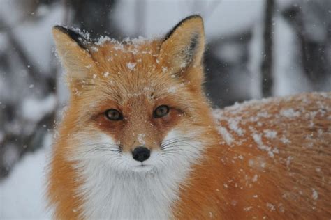 Krafttier Fuchs: Das Große Geheimnis Seiner Intelligenz! - Sinnopedia