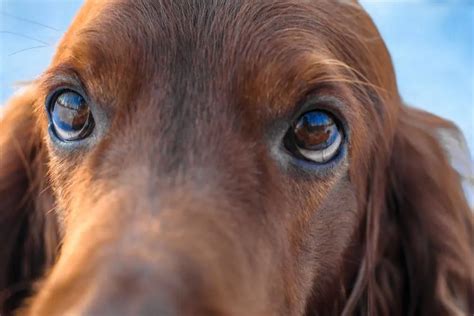 Irish Setter Breed Guide: All You Need to Know