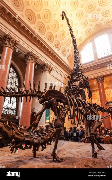 American Museum Of Natural History Dinosaur