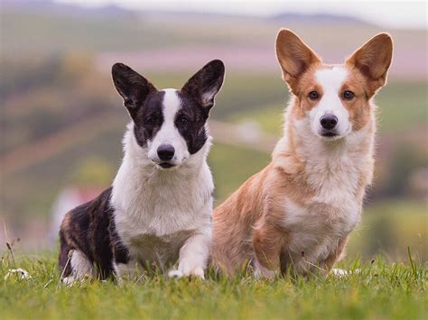 welsh corgi cardigan die offizielle website fur vdh welpen