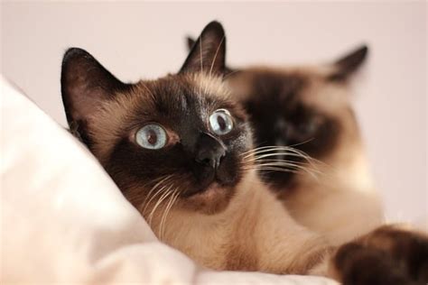 Siamese Cat Personality: 6 Unique Traits