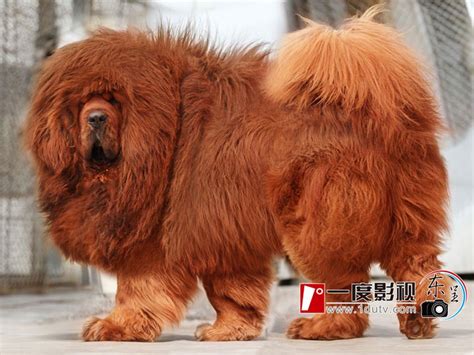 red tibetan mastiff tibetan mastiff dog dogs tibetan mastiff