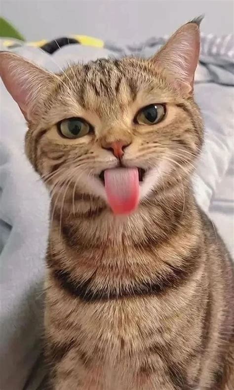 Ridiculous Pictures Of Cats