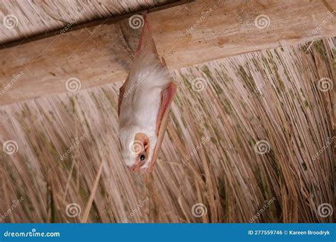 The Rare White-Winged Vampire Bat, Diaemus Youngi, Hanging from a Thatched Roof Stock Photo ...