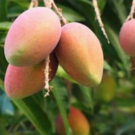 Puspita Nursery Sindhu Mango Tree (Sindhu, Grafted, Seedless Mango ...