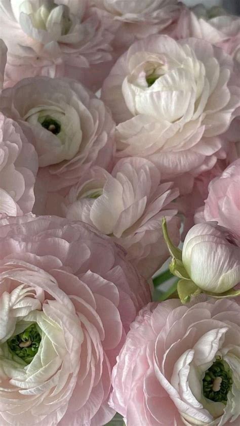 Pink and White Peonies in Vase