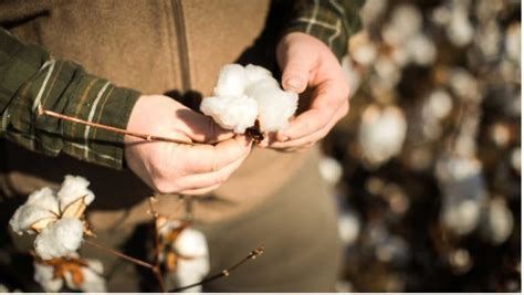 Transforming Cotton Production: The Unique and Innovative Techniques ...