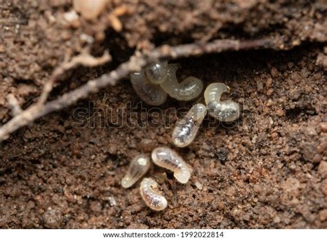 5,011 Ant Larvae Images, Stock Photos, 3D objects, & Vectors | Shutterstock