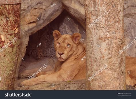 383 Gir Wildlife Sanctuary Images, Stock Photos & Vectors | Shutterstock