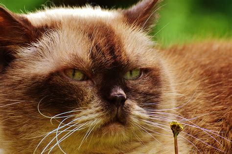 Kostenlose Bild: Perserkatze, Tier, Auge, niedlich, kitt, Portrait ...