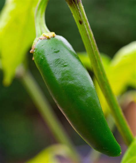 Types of chili peppers: the 10 best varieties to grow | Homes & Gardens