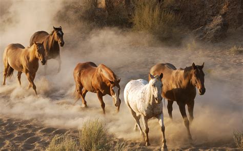 wild horses wallpapers  images wallpapers pictures