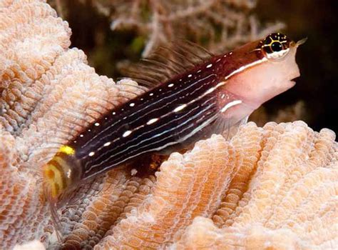 Blenniidae - Blennies - The Australian Museum