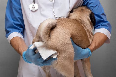Picking The Right Gunk: A Comprehensive Guide To Dog Anal Gland Care