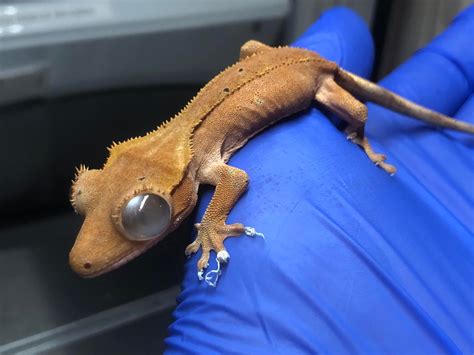 Crested Gecko Care Guide - BeWild Rescue - MorphMarket Reptile Community