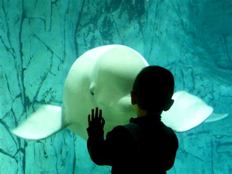 Beluga | Pablo Vieira | Flickr