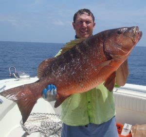 Cubera Snapper – Gulf of Mexico Fishery Management Council