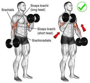 How to Neutral Angle Biceps Curl Routine | Videos & Guides