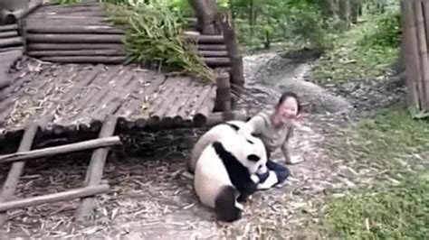 Vicious Panda Attacks! | Roaring Earth