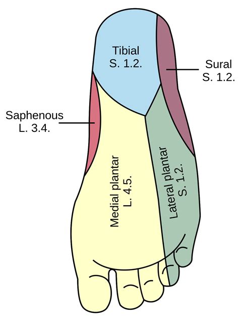 Dermatome Nerve Supply Of Toes - Dermatomes Chart and Map
