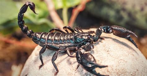 Scorpion Insect Facts | Scorpiones | AZ Animals
