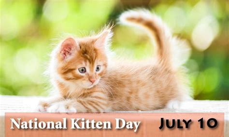 National Kitten Day 2024 July 10 | Kitten Day Images, Quotes, Facts