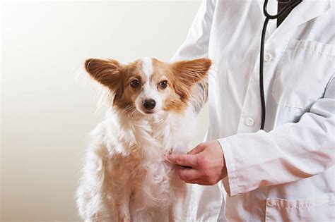 Potassium Bromide for Dogs: Benefits, Dosage, Side Effects, and More ...