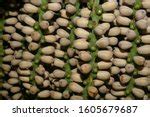 Fishtail Palm fruits and seeds image - Free stock photo - Public Domain ...