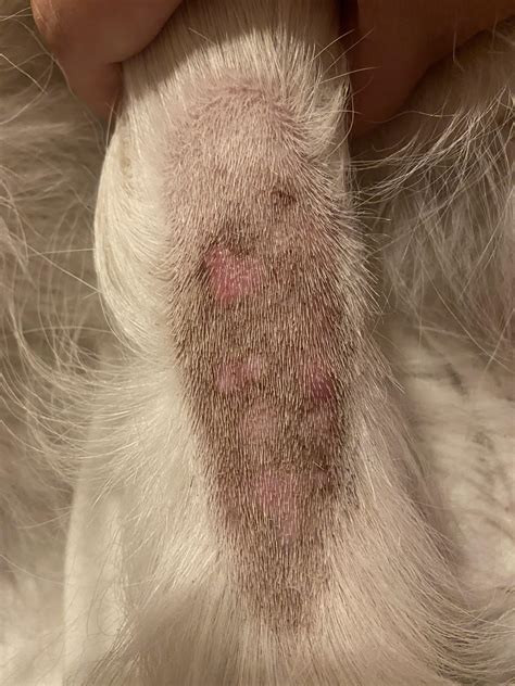 Skin rash on tail : r/goldenretrievers