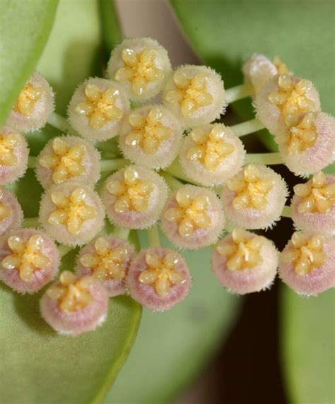 Hoya obscura | Vermont Hoyas