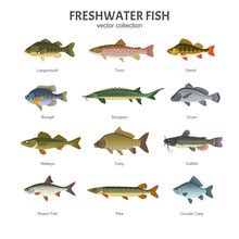 fish illustration   stock photo public domain pictures