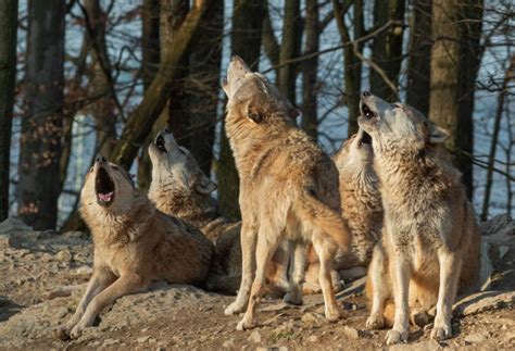 Gray Wolf Howling Stock Photos, Pictures & Royalty-Free Images - iStock