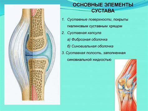 Общая артросиндесмология. Классификация суставов, их основные и ...