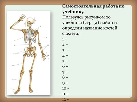 Скелет человека. Осевой скелет. 8 класс - online presentation
