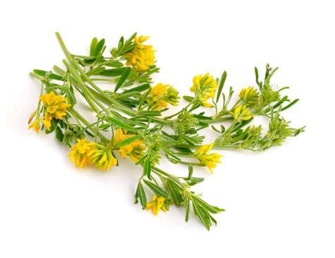 Medicago falcata stock photo. Image of green, black - 104826698