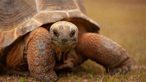 Aldabra Encounter – CaldwellZoo