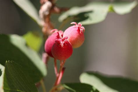 Serviceberry== June Berry==Common Shadbush: Rosaceae (Rose Family) Amelanchier utahensis ...