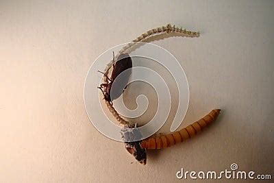 Mealworm ; Life Cycle of a Mealworm Larva, Pupa and Adult Meal Worms ...