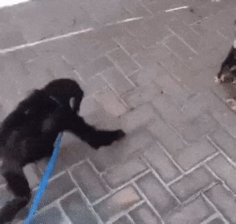 Monkey Hug GIF - Find & Share on GIPHY