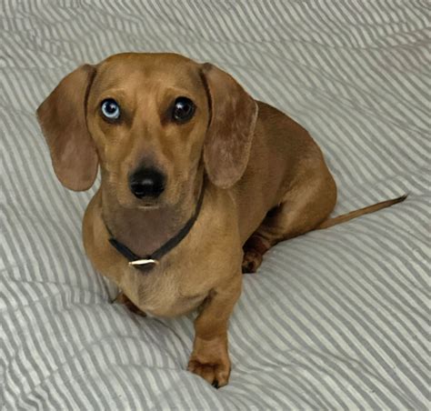 Dachshund Rescue of Northern California