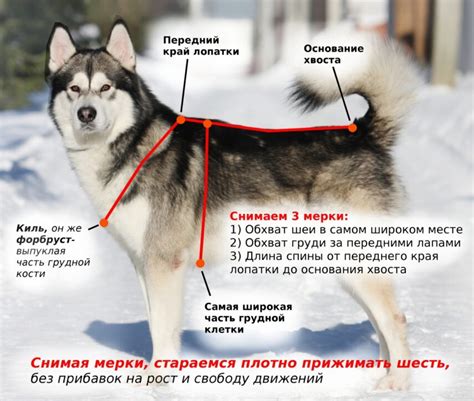 Шлейки для собак: стильно, модно, комфортно для вашего питомца